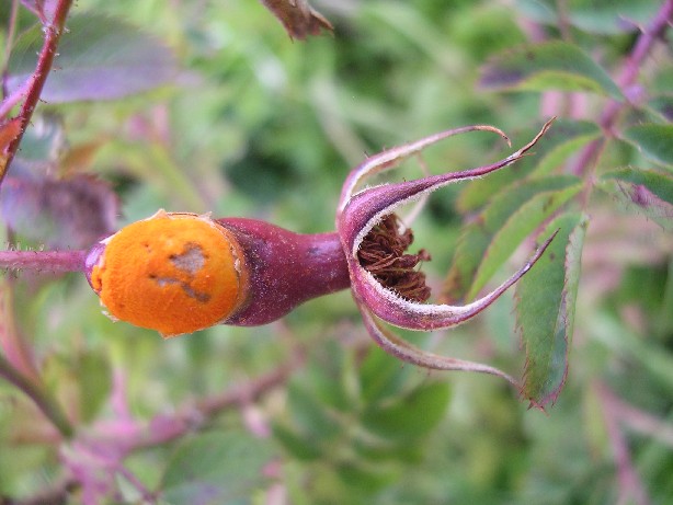 Fitopatologie: Ruggine della Rosa (Uredinales)